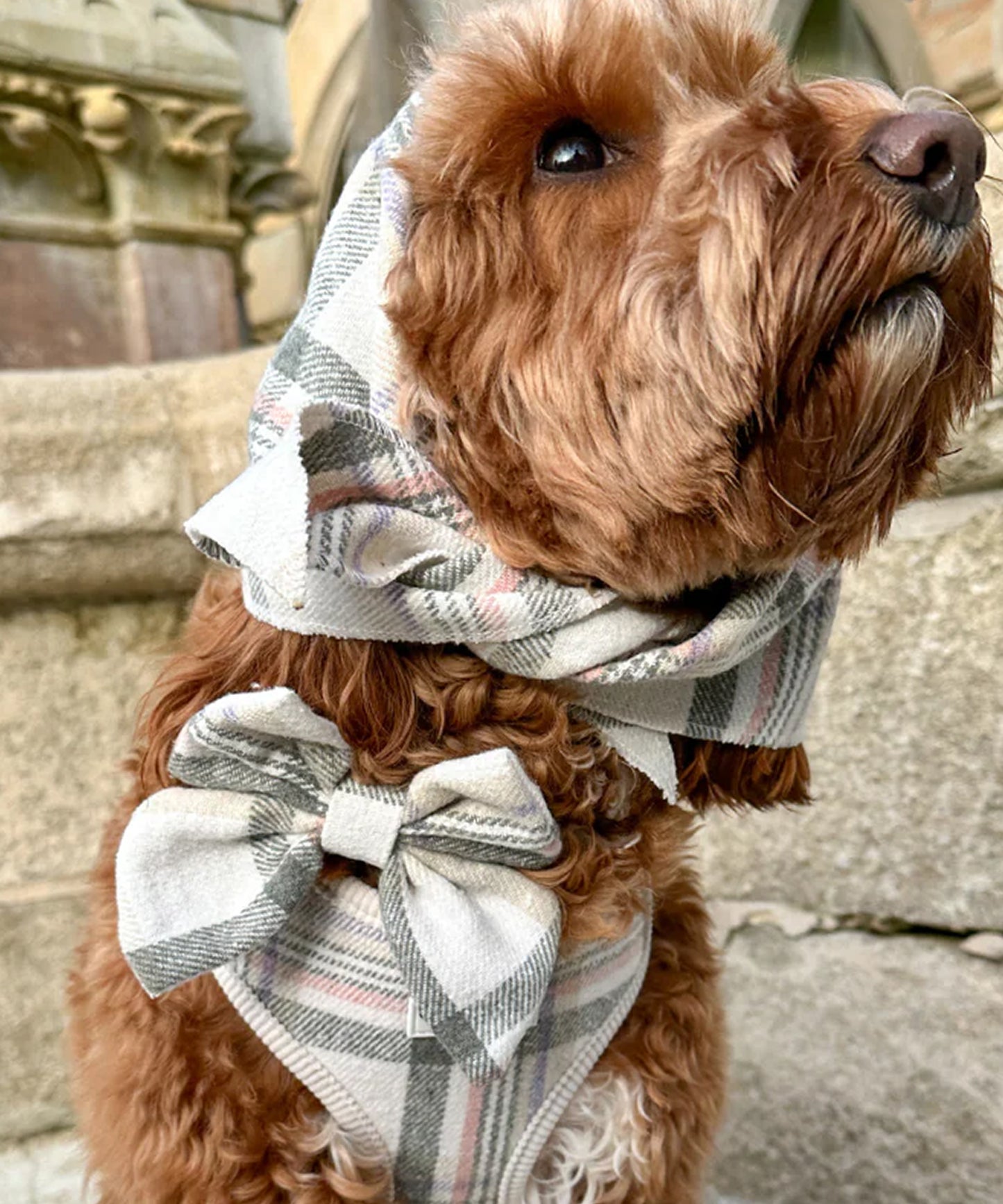 Barkside Checks Adjustable Neck Harness