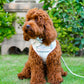 Barkside Checks Adjustable Neck Harness