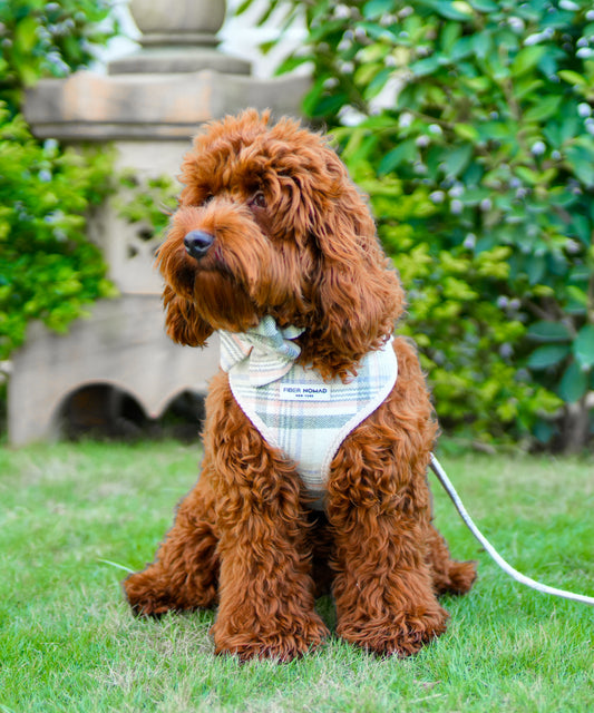 Barkside Checks Adjustable Neck Harness