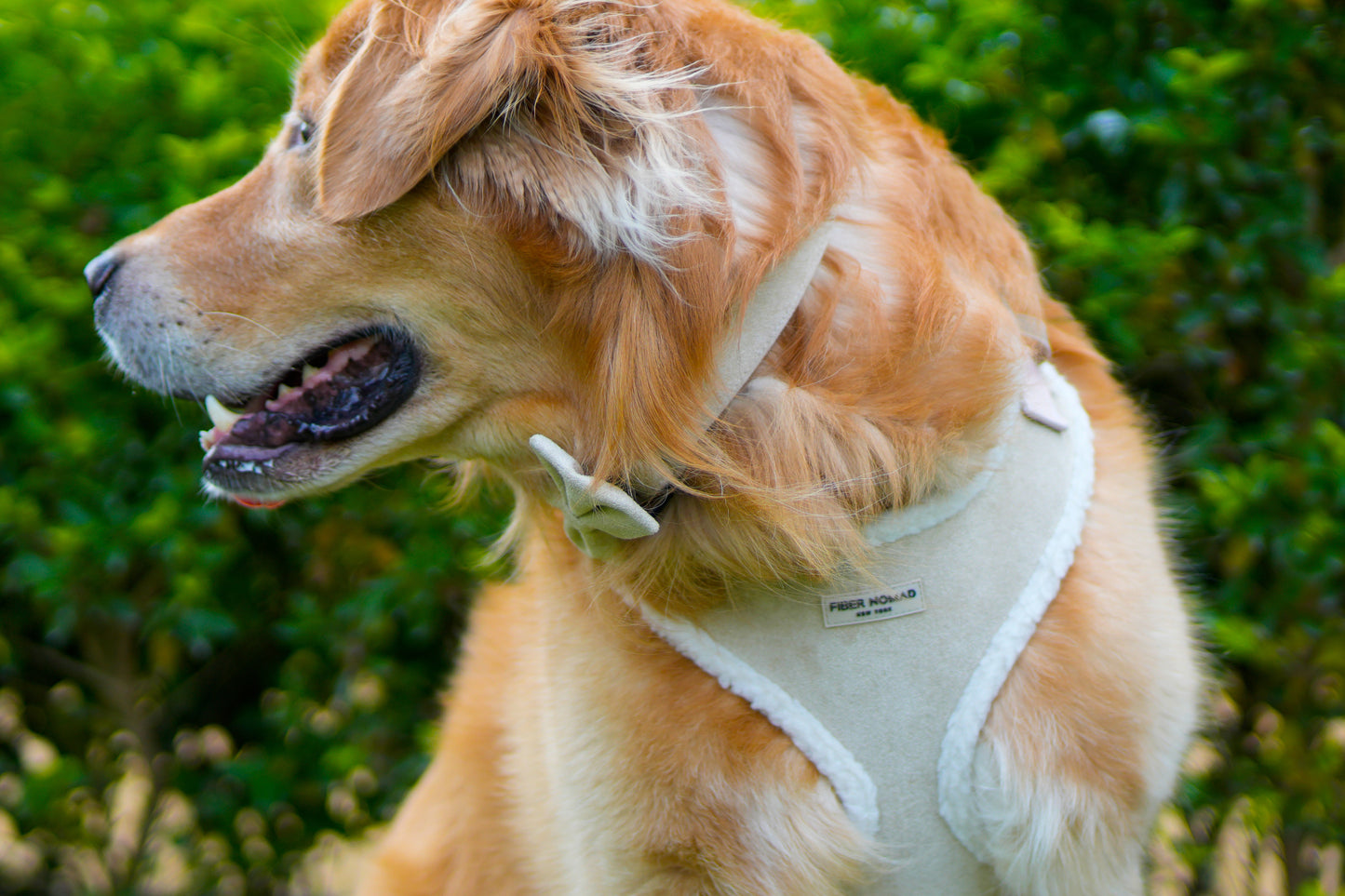 OXFORD PLAID HARNESS